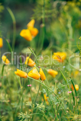 California Poppies on a Meadow.