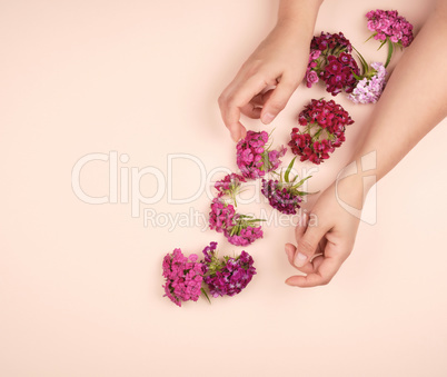hands with light smooth skin and buds of a blossoming Turkish ca