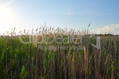 green reed stalks on the lake sway from the wind
