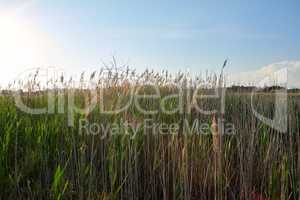 green reed stalks on the lake sway from the wind