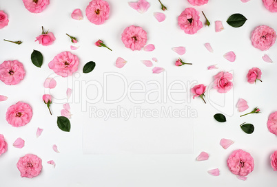 blooming buds of pink roses on a white background