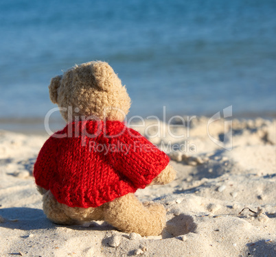 brown teddy bear in a red sweater