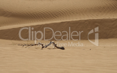 Yellow sand dunes in the desert.