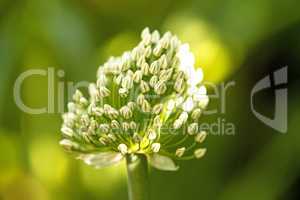 spring onion with flower and blurred background
