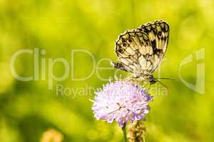 marbled white butterfly on Knautia