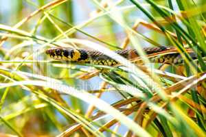 European grass snake in a moor lake in Poland