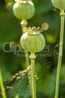Opium poppy with capsule