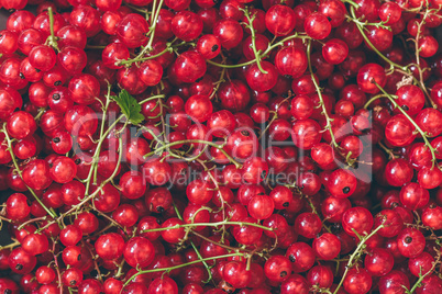 Background of Ripe Red Currant.