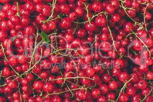 Background of Ripe Red Currant.