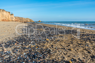 Mussels cast ashore after a storm