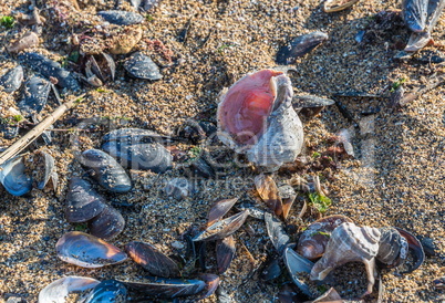 Empty rapana by the sea