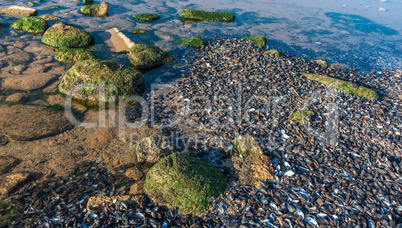 Mussels cast ashore after a storm