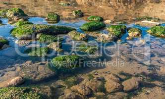 Green algae on the rocks at the edge of the sea