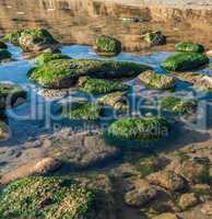 Green algae on the rocks at the edge of the sea