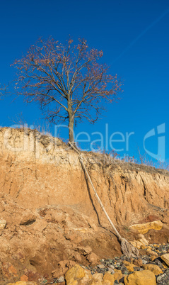 Bare tree on the slope near the sea shore
