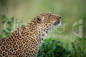 Close-up of leopard by bush looking up