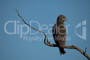 Brown snake-eagle on dead branch turning head