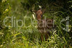 Kirk dik-dik in grass framed by bushes