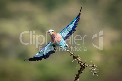 Lilac-breasted roller takes off from thorny branch