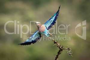 Lilac-breasted roller takes off from thorny branch