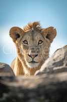Young male lion watches camera over rocks