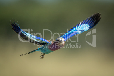 Lilac-breasted roller in flight with bokeh background