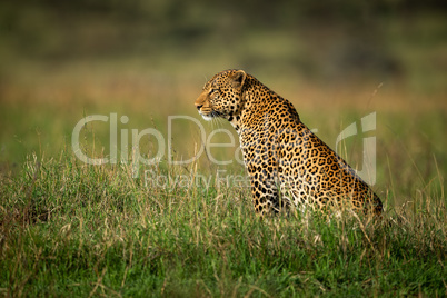 Male leopard sits in profile in grass