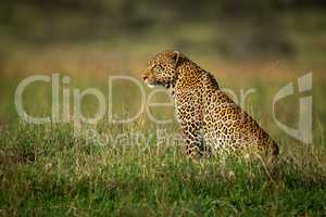 Male leopard sits in profile in grass