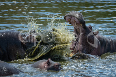 Close-up of two hippo fighting in river