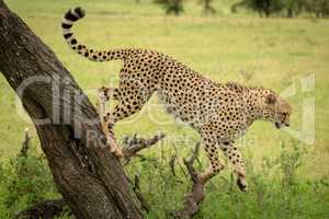 Male cheetah jumps from tree in savannah