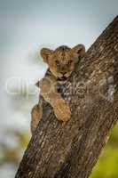 Lion cub holds on to tree trunk