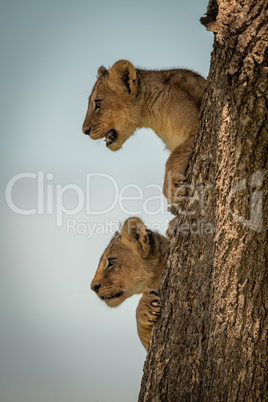 Lion cubs look out from tree trunk