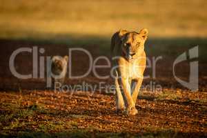 Lioness walking with cub along gravel airstrip