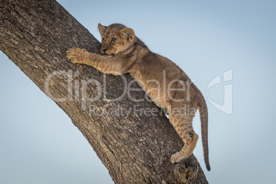 Lion cub clings to tree looking left