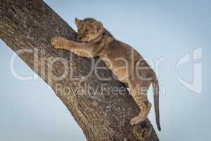 Lion cub clings to tree looking left