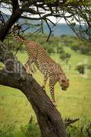 Male cheetah walks down trunk of tree