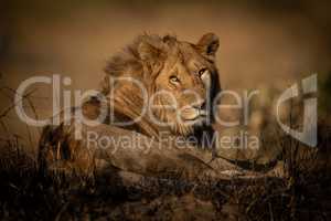 Male lion lies in grass eyeing camera