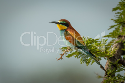 European bee-eater perched on branch in profile