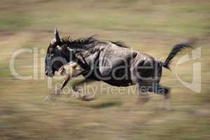 Slow pan of blue wildebeest galloping past