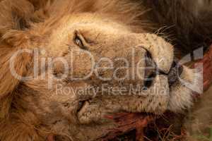 Close-up of sleepy male lion on log