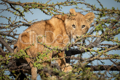 Lion cub stands watching camera in thornbush