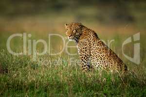 Male leopard sits staring in long grass