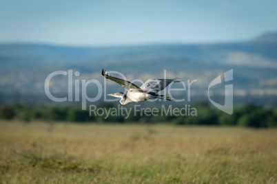 Black-headed heron flies over savannah in sunshine