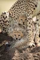Two cubs lie on mound under cheetah