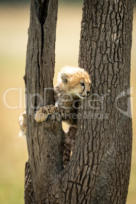 Cheetah cub stands between branches of tree