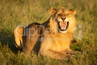 Male lion shows Flehmen response on grass