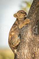 Close-up of lion cub climbing tree trunk