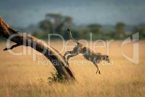 Cheetah jumps down from tree towards grass
