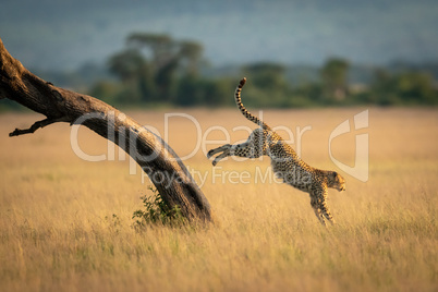 Cheetah jumps down from tree in savannah