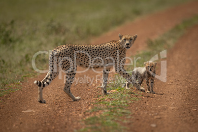 Cheetah and cub cross track in sunshine